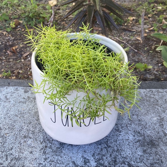 🌱Sedum Angelina Live Rooted Succulent Plant🌱 - Picture 9 of 11